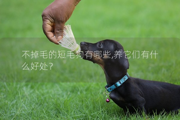 不掉毛的短毛狗有哪些,養它們有什么好處? 不掉毛的短毛狗有哪些,養它們有什么好處?