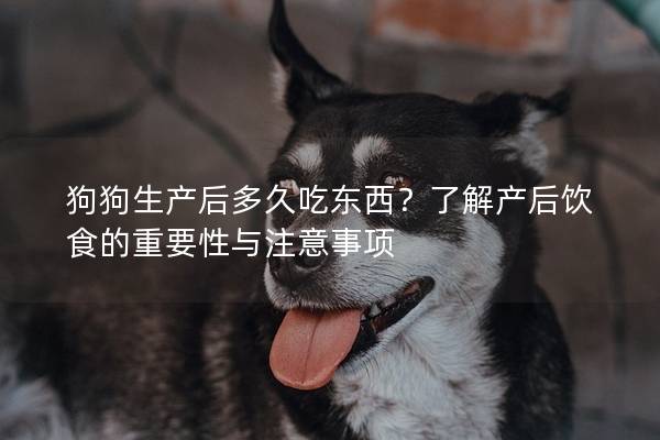 狗狗生產后多久吃東西？了解產后飲食的重要性與注意事項