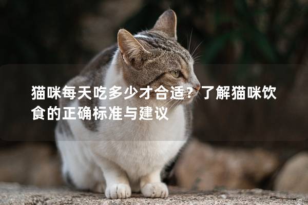 貓咪每天吃多少才合適？了解貓咪飲食的正確標準與建議