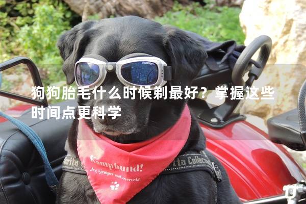 狗狗胎毛什么時候剃最好？掌握這些時間點更科學