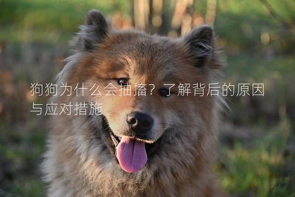 狗狗為什么會(huì)抽搐？了解背后的原因與應(yīng)對(duì)措施