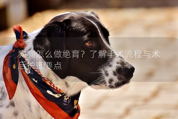 狗狗怎么做絕育?了解手術流程與術后護理要點 狗狗怎么做絕育?了解手術流程與術后護理要點