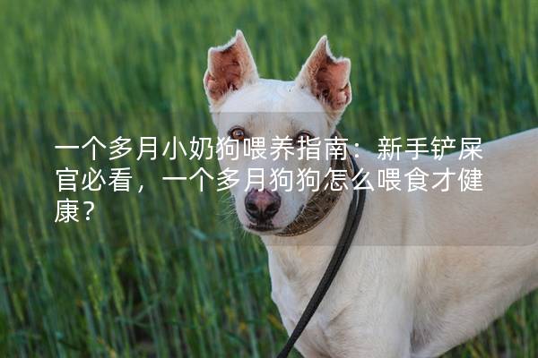 一個多月小奶狗喂養指南：新手鏟屎官必看，一個多月狗狗怎么喂食才健康？