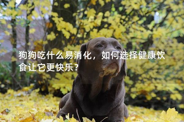 狗狗吃什么易消化，如何選擇健康飲食讓它更快樂？