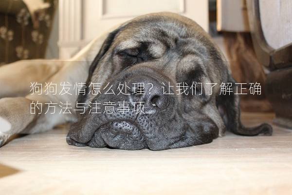 狗狗發情怎么處理?讓我們了解正確的方法與注意事項 狗狗發情怎么處理?讓我們了解正確的方法與注意事項