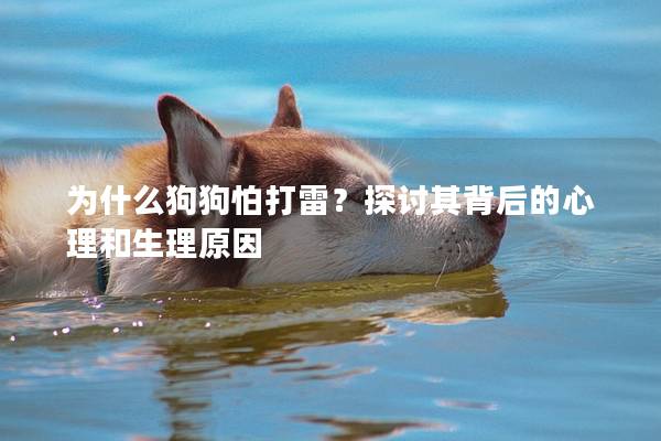 為什么狗狗怕打雷?探討其背后的心理和生理原因 為什么狗狗怕打雷?探討其背后的心理和生理原因