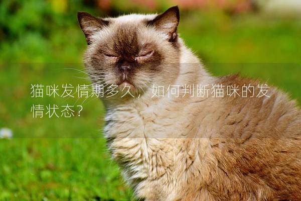 貓咪發(fā)情期多久，如何判斷貓咪的發(fā)情狀態(tài)？