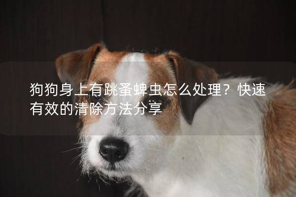狗狗身上有跳蚤蜱蟲怎么處理？快速有效的清除方法分享