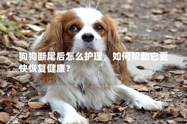 狗狗斷尾后怎么護理，如何幫助它更快恢復(fù)健康？