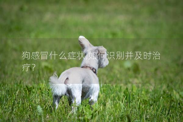 狗感冒什么癥狀,如何識別并及時治療? 狗感冒什么癥狀,如何識別并及時治療?