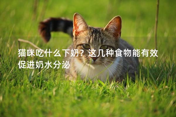 貓咪吃什么下奶？這幾種食物能有效促進奶水分泌
