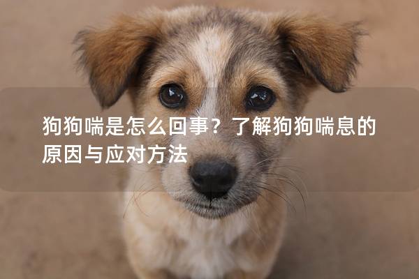 狗狗喘是怎么回事？了解狗狗喘息的原因與應對方法