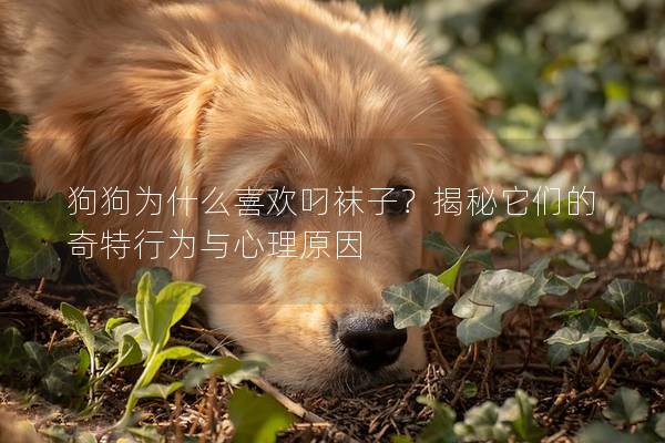 狗狗為什么喜歡叼襪子？揭秘它們的奇特行為與心理原因