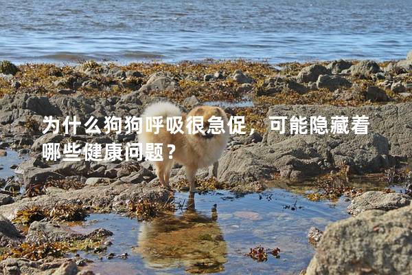 為什么狗狗呼吸很急促，可能隱藏著哪些健康問題？