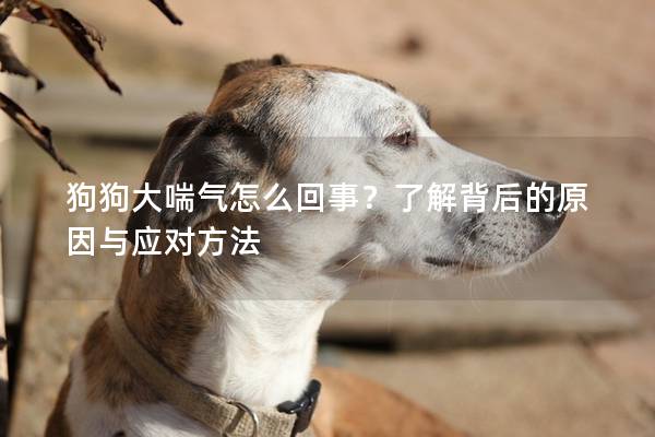 狗狗大喘氣怎么回事？了解背后的原因與應對方法
