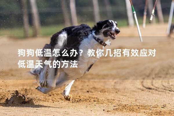 狗狗低溫怎么辦？教你幾招有效應對低溫天氣的方法