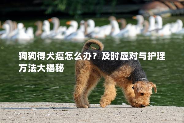 狗狗得犬瘟怎么辦？及時應對與護理方法大揭秘