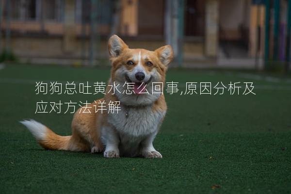 狗狗總吐黃水怎么回事,原因分析及應對方法詳解