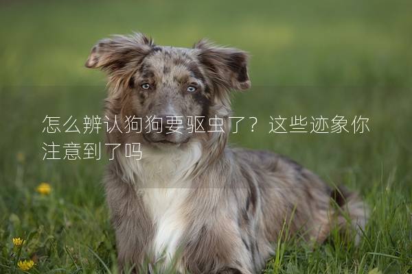 怎么辨認狗狗要驅蟲了？這些跡象你注意到了嗎