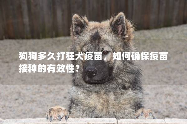 狗狗多久打狂犬疫苗，如何確保疫苗接種的有效性？