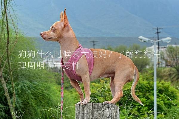 狗狗什么時(shí)候來大姨媽？了解狗狗生理周期的重要性