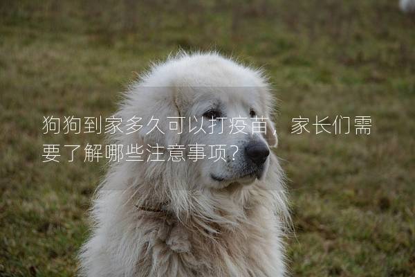 狗狗到家多久可以打疫苗，家長們需要了解哪些注意事項？