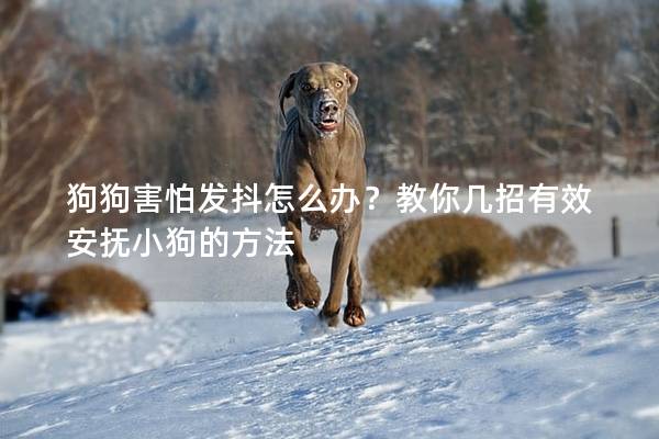 狗狗害怕發(fā)抖怎么辦？教你幾招有效安撫小狗的方法