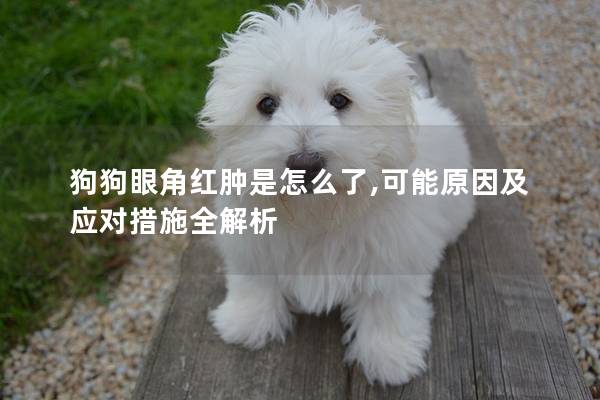 狗狗眼角紅腫是怎么了,可能原因及應對措施全解析