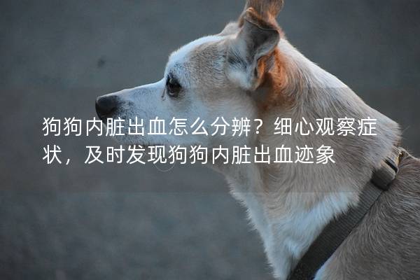 狗狗內(nèi)臟出血怎么分辨？細(xì)心觀察癥狀，及時(shí)發(fā)現(xiàn)狗狗內(nèi)臟出血跡象