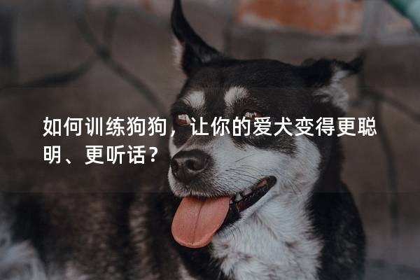 如何訓練狗狗，讓你的愛犬變得更聰明、更聽話？