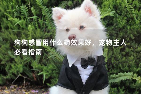 狗狗感冒用什么藥效果好,寵物主人必看指南 狗狗感冒用什么藥效果好,寵物主人必看指南