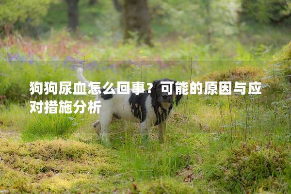 狗狗尿血怎么回事？可能的原因與應對措施分析
