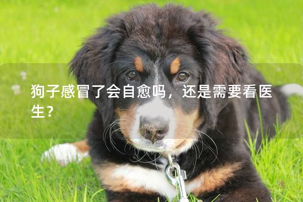 狗子感冒了會自愈嗎,還是需要看醫生? 狗子感冒了會自愈嗎,還是需要看醫生?