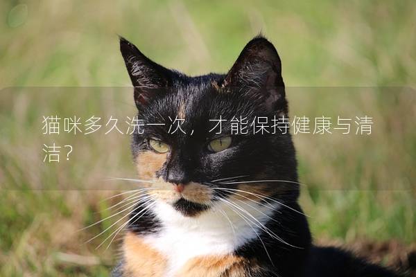 貓咪多久洗一次，才能保持健康與清潔？