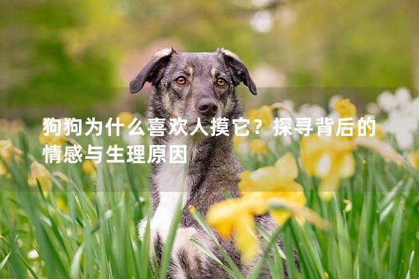 狗狗為什么喜歡人摸它？探尋背后的情感與生理原因