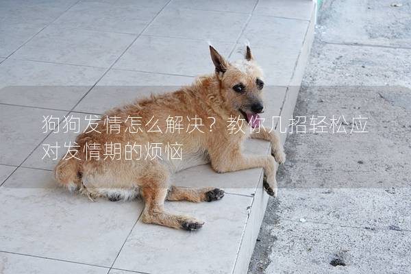 狗狗發情怎么解決？教你幾招輕松應對發情期的煩惱