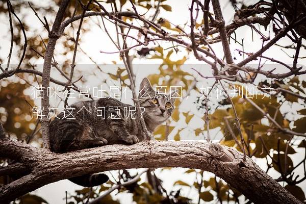貓咪經(jīng)常吐是什么原因，如何判斷并解決這個(gè)問題呢？