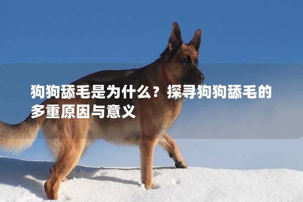 狗狗舔毛是為什么？探尋狗狗舔毛的多重原因與意義