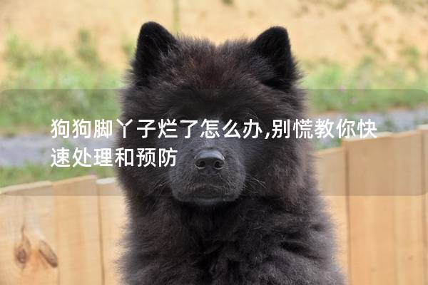 狗狗腳丫子爛了怎么辦,別慌教你快速處理和預防