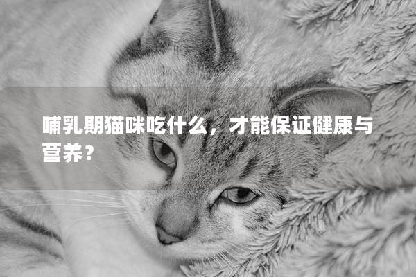 哺乳期貓咪吃什么，才能保證健康與營(yíng)養(yǎng)？