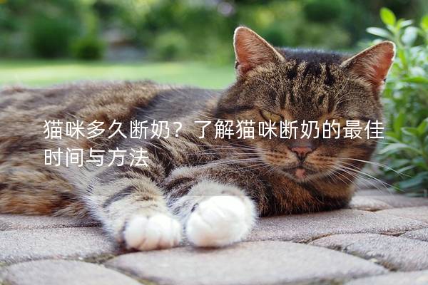貓咪多久斷奶？了解貓咪斷奶的最佳時間與方法
