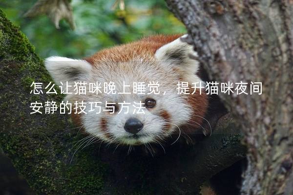 怎么讓貓咪晚上睡覺,提升貓咪夜間安靜的技巧與方法 怎么讓貓咪晚上睡覺,提升貓咪夜間安靜的技巧與方法