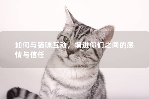如何與貓咪互動，增進(jìn)你們之間的感情與信任