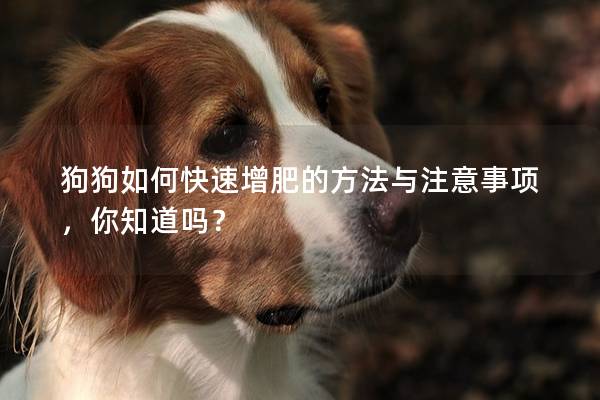 狗狗如何快速增肥的方法與注意事項，你知道嗎？