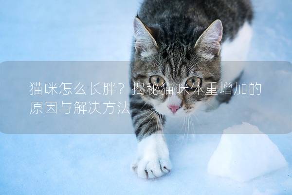 貓咪怎么長胖？揭秘貓咪體重增加的原因與解決方法