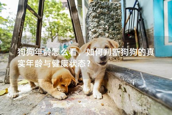 狗狗年齡怎么看，如何判斷狗狗的真實年齡與健康狀態？