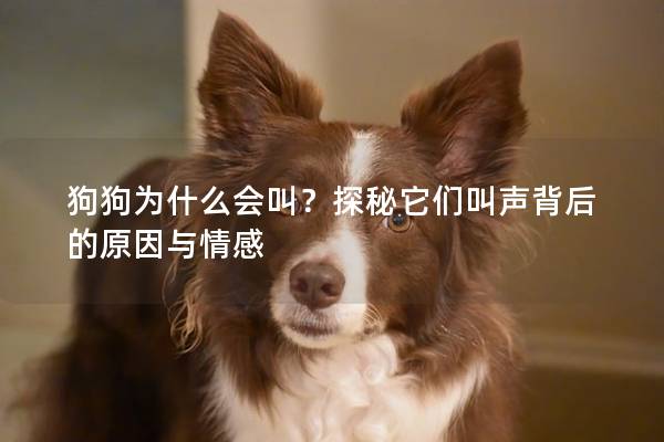 狗狗為什么會叫？探秘它們叫聲背后的原因與情感
