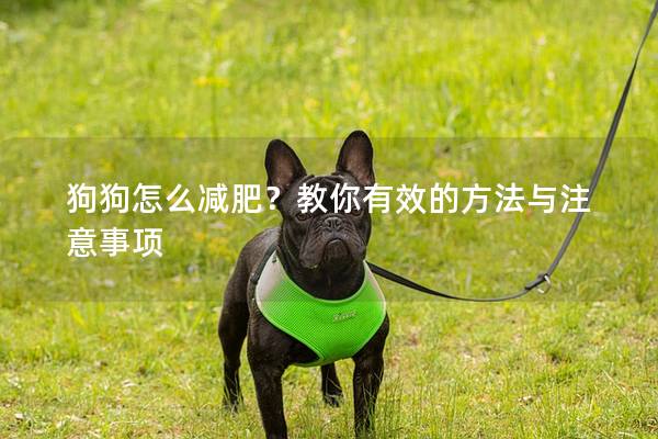 狗狗怎么減肥?教你有效的方法與注意事項 狗狗怎么減肥?教你有效的方法與注意事項