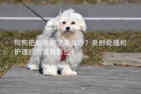 狗狗把臉撓破了怎么辦？及時處理和護理的方法有哪些？