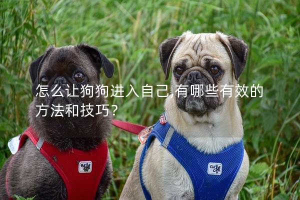 怎么讓狗狗進入自己,有哪些有效的方法和技巧？